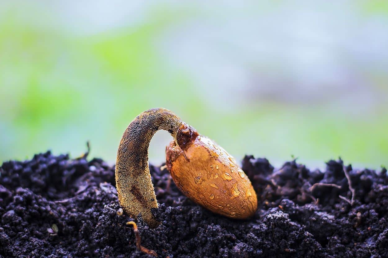Kādas kļūdas pieļauj cilvēki, pērkot sēklas internetā?