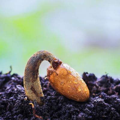 durian-seed-2701644_1280