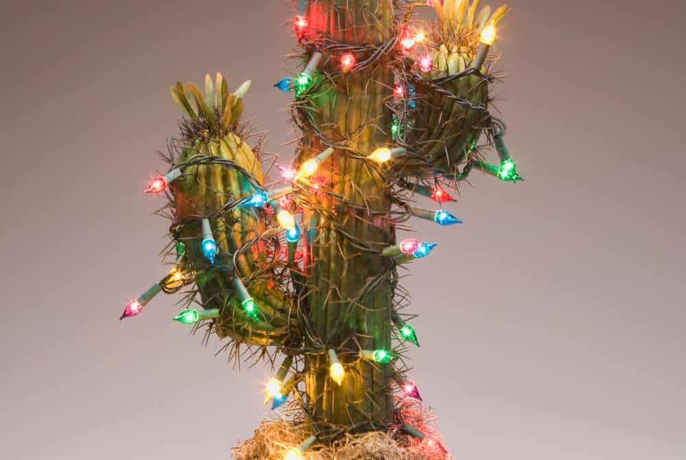 Eglīte–kaktuss kā videi draudzīga Ziemassvētku ideja Izrotāts kaktuss ar krāsainām LED gaismiņām kā eglītes alternatīva ilgtspējīgiem Ziemassvētkiem